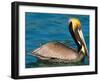 Male Brown Pelican in Breeding Plumage, Mexico-Charles Sleicher-Framed Photographic Print