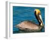 Male Brown Pelican in Breeding Plumage, Mexico-Charles Sleicher-Framed Photographic Print