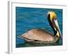 Male Brown Pelican in Breeding Plumage, Mexico-Charles Sleicher-Framed Photographic Print