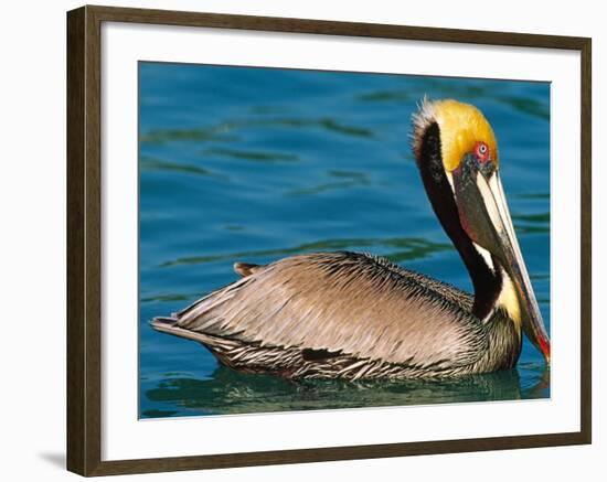 Male Brown Pelican in Breeding Plumage, Mexico-Charles Sleicher-Framed Photographic Print