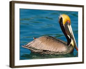 Male Brown Pelican in Breeding Plumage, Mexico-Charles Sleicher-Framed Photographic Print