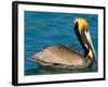 Male Brown Pelican in Breeding Plumage, Mexico-Charles Sleicher-Framed Photographic Print