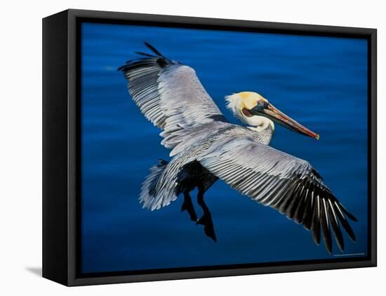 Male Brown Pelican in Breeding Plumage, Mexico-Charles Sleicher-Framed Stretched Canvas