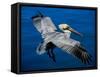 Male Brown Pelican in Breeding Plumage, Mexico-Charles Sleicher-Framed Stretched Canvas