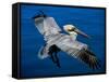 Male Brown Pelican in Breeding Plumage, Mexico-Charles Sleicher-Framed Stretched Canvas