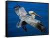 Male Brown Pelican in Breeding Plumage, Mexico-Charles Sleicher-Framed Stretched Canvas