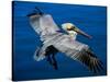 Male Brown Pelican in Breeding Plumage, Mexico-Charles Sleicher-Stretched Canvas