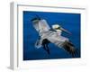 Male Brown Pelican in Breeding Plumage, Mexico-Charles Sleicher-Framed Photographic Print