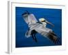 Male Brown Pelican in Breeding Plumage, Mexico-Charles Sleicher-Framed Photographic Print