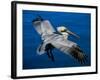 Male Brown Pelican in Breeding Plumage, Mexico-Charles Sleicher-Framed Photographic Print