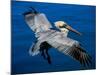 Male Brown Pelican in Breeding Plumage, Mexico-Charles Sleicher-Mounted Photographic Print