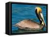 Male Brown Pelican in Breeding Plumage, Mexico-Charles Sleicher-Framed Stretched Canvas