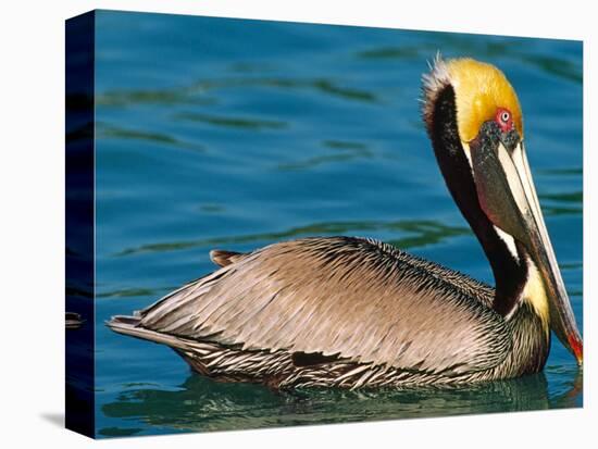 Male Brown Pelican in Breeding Plumage, Mexico-Charles Sleicher-Stretched Canvas