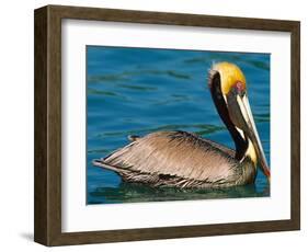 Male Brown Pelican in Breeding Plumage, Mexico-Charles Sleicher-Framed Photographic Print