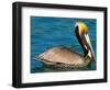 Male Brown Pelican in Breeding Plumage, Mexico-Charles Sleicher-Framed Photographic Print