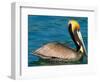 Male Brown Pelican in Breeding Plumage, Mexico-Charles Sleicher-Framed Photographic Print