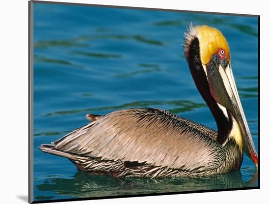 Male Brown Pelican in Breeding Plumage, Mexico-Charles Sleicher-Mounted Photographic Print