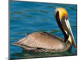 Male Brown Pelican in Breeding Plumage, Mexico-Charles Sleicher-Mounted Photographic Print