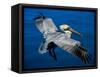 Male Brown Pelican in Breeding Plumage, Mexico-Charles Sleicher-Framed Stretched Canvas