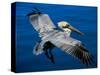 Male Brown Pelican in Breeding Plumage, Mexico-Charles Sleicher-Stretched Canvas