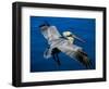 Male Brown Pelican in Breeding Plumage, Mexico-Charles Sleicher-Framed Photographic Print