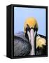 Male Brown Pelican in Breeding Plumage, Sanibel Island, Florida, USA-Charles Sleicher-Framed Stretched Canvas