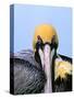 Male Brown Pelican in Breeding Plumage, Sanibel Island, Florida, USA-Charles Sleicher-Stretched Canvas