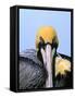 Male Brown Pelican in Breeding Plumage, Sanibel Island, Florida, USA-Charles Sleicher-Framed Stretched Canvas