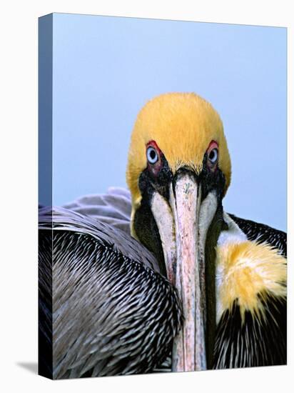 Male Brown Pelican in Breeding Plumage, Sanibel Island, Florida, USA-Charles Sleicher-Stretched Canvas