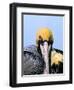 Male Brown Pelican in Breeding Plumage, Sanibel Island, Florida, USA-Charles Sleicher-Framed Photographic Print