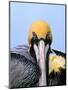 Male Brown Pelican in Breeding Plumage, Sanibel Island, Florida, USA-Charles Sleicher-Mounted Photographic Print