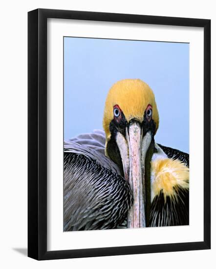 Male Brown Pelican in Breeding Plumage, Sanibel Island, Florida, USA-Charles Sleicher-Framed Photographic Print