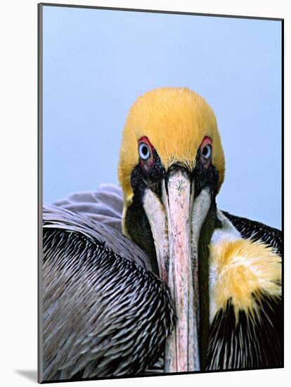 Male Brown Pelican in Breeding Plumage, Sanibel Island, Florida, USA-Charles Sleicher-Mounted Photographic Print