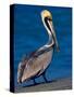 Male Brown Pelican in Breeding Plumage, Sanibel Island, Florida, USA-Charles Sleicher-Stretched Canvas