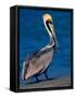 Male Brown Pelican in Breeding Plumage, Sanibel Island, Florida, USA-Charles Sleicher-Framed Stretched Canvas