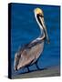 Male Brown Pelican in Breeding Plumage, Sanibel Island, Florida, USA-Charles Sleicher-Stretched Canvas