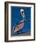 Male Brown Pelican in Breeding Plumage, Sanibel Island, Florida, USA-Charles Sleicher-Framed Photographic Print