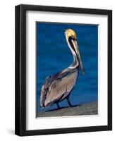 Male Brown Pelican in Breeding Plumage, Sanibel Island, Florida, USA-Charles Sleicher-Framed Photographic Print