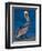 Male Brown Pelican in Breeding Plumage, Sanibel Island, Florida, USA-Charles Sleicher-Framed Photographic Print