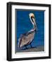 Male Brown Pelican in Breeding Plumage, Sanibel Island, Florida, USA-Charles Sleicher-Framed Photographic Print