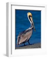 Male Brown Pelican in Breeding Plumage, Sanibel Island, Florida, USA-Charles Sleicher-Framed Photographic Print