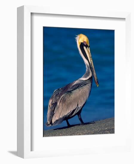 Male Brown Pelican in Breeding Plumage, Sanibel Island, Florida, USA-Charles Sleicher-Framed Photographic Print