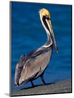 Male Brown Pelican in Breeding Plumage, Sanibel Island, Florida, USA-Charles Sleicher-Mounted Photographic Print