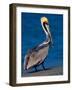 Male Brown Pelican in Breeding Plumage, Sanibel Island, Florida, USA-Charles Sleicher-Framed Photographic Print