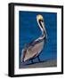 Male Brown Pelican in Breeding Plumage, Sanibel Island, Florida, USA-Charles Sleicher-Framed Photographic Print