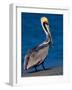 Male Brown Pelican in Breeding Plumage, Sanibel Island, Florida, USA-Charles Sleicher-Framed Photographic Print