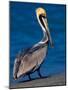 Male Brown Pelican in Breeding Plumage, Sanibel Island, Florida, USA-Charles Sleicher-Mounted Photographic Print