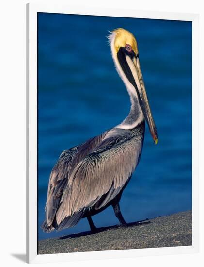 Male Brown Pelican in Breeding Plumage, Sanibel Island, Florida, USA-Charles Sleicher-Framed Photographic Print