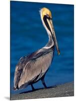 Male Brown Pelican in Breeding Plumage, Sanibel Island, Florida, USA-Charles Sleicher-Mounted Photographic Print