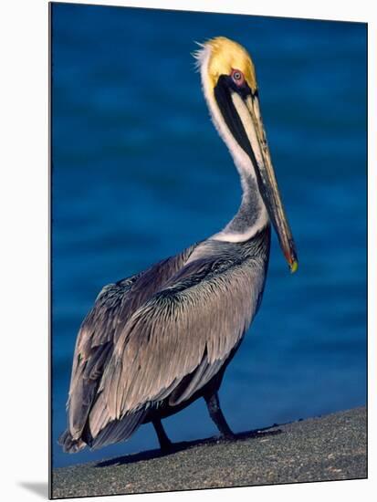 Male Brown Pelican in Breeding Plumage, Sanibel Island, Florida, USA-Charles Sleicher-Mounted Photographic Print